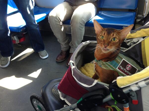 abyaday's tweet image. #strollercat on the 9 bus to our therapy visit #bostonstrong