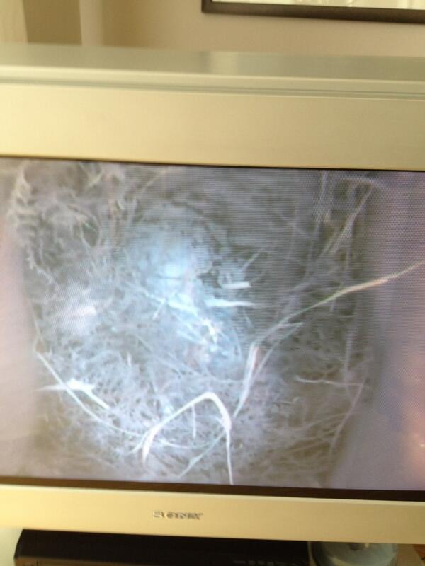 threecurlycats's tweet image. #catTV #1This is what the bluetit in the garden has done so far. This is from our spy camera #cat Version