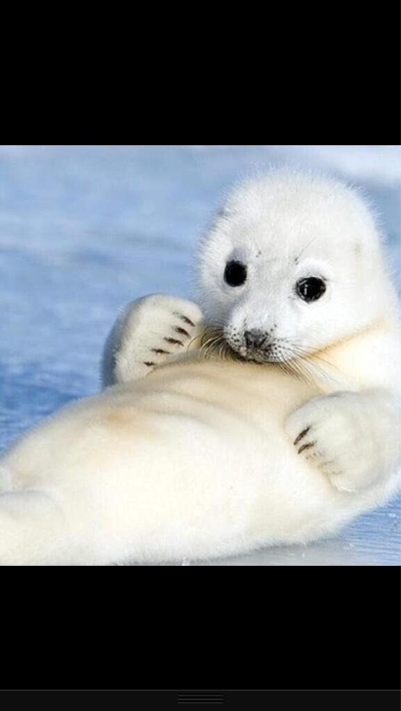 FitForApril's tweet image. That moment when this baby seal has more abs than me...