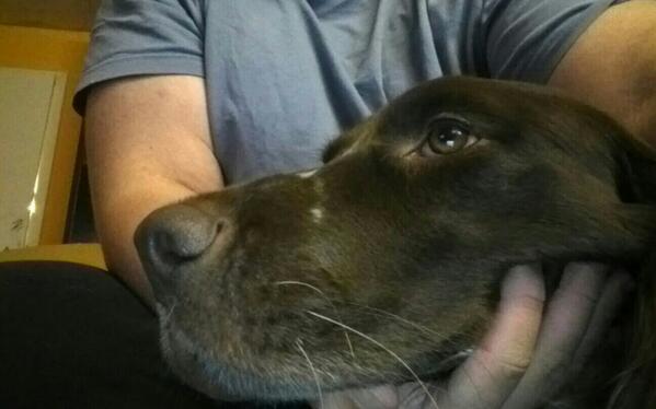 JoshuaKorella's tweet photo. Mein Hund 2 http://t.co/tqw6i61CVd