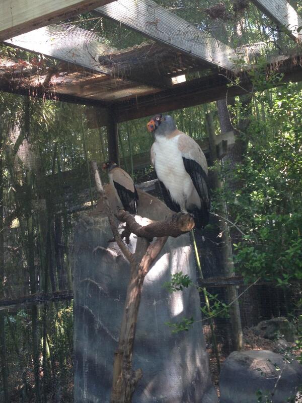 laurenfitzhugh's tweet image. Here&apos;s a pair of King Vultures. They poo on their own feet to cool off. #animallearning