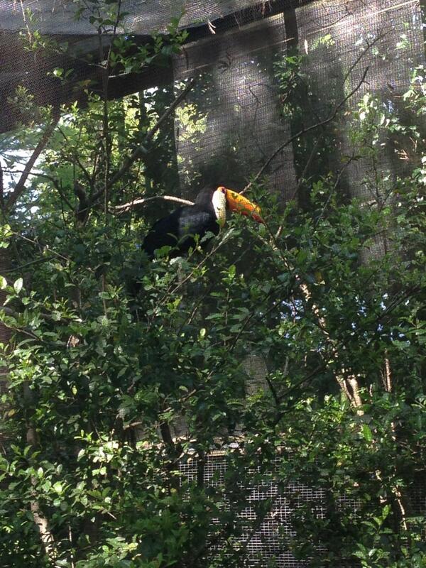 laurenfitzhugh's tweet image. @laurenfitzhugh: This is a Toco Toucan. Did you know toucans have saw-toothed bills? #animallearning