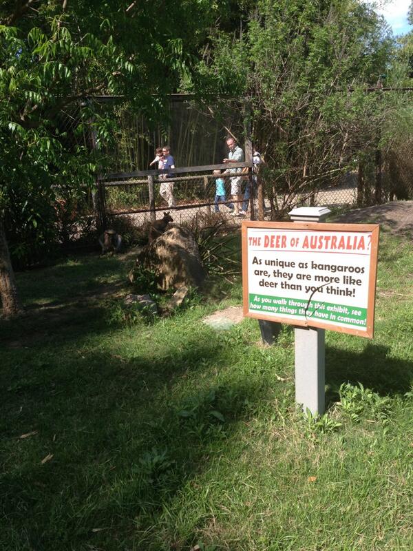 laurenfitzhugh's tweet image. Did you know Australian deer and kangaroos have a lot in common? #animallearning