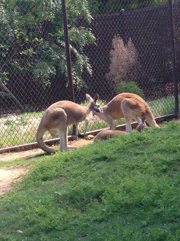 laurenfitzhugh's tweet image. Kangaroos can leap up to 25 ft. &amp;amp; run as fast as 30 mph. #animallearning
