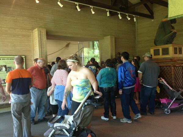 laurenfitzhugh's tweet image. Fact: humans LOVE watching gorillas. #animallearning