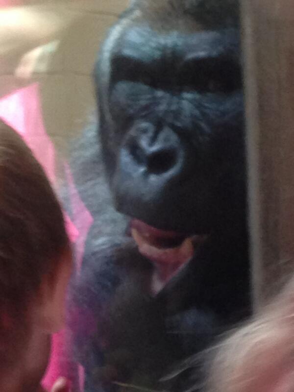 laurenfitzhugh's tweet image. @DubyaBell what about this? #animallearning