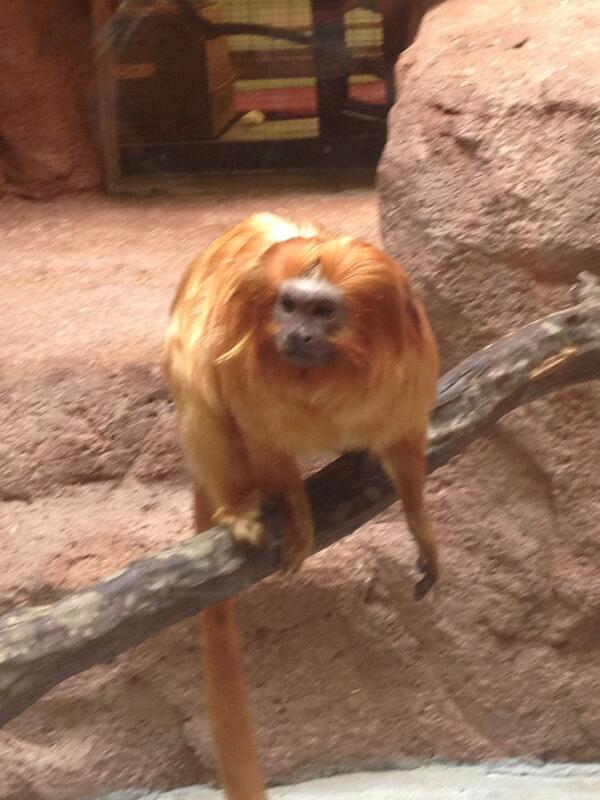 laurenfitzhugh's tweet image. Dad rules the roost in the Golden-Headed Lion Tamarin family. He cares for young w/older siblings. #animallearning