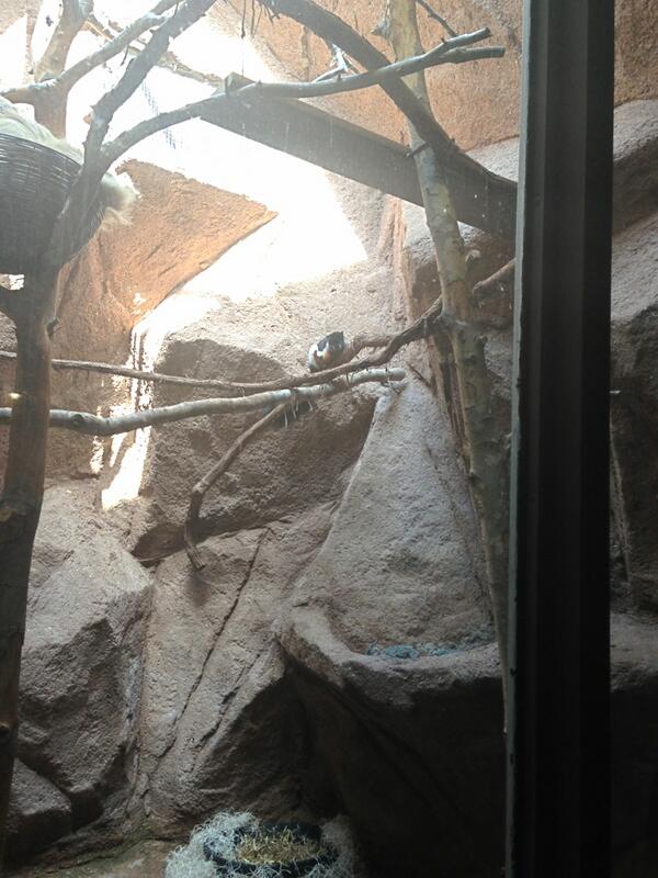 laurenfitzhugh's tweet image. This Prevost&apos;s Squirrellooks nothing like those creatures that live in my trees. #animallearning