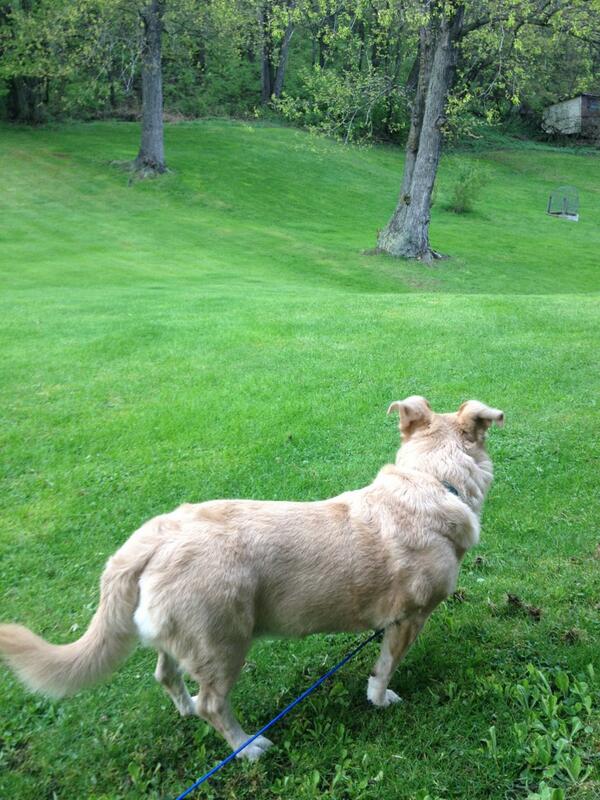 katiemariesmith's tweet photo. Zig checking out the backyard...much to the chagrin of the local rabbit population.  #corgis rule. http://t.co/UyC04URcwx