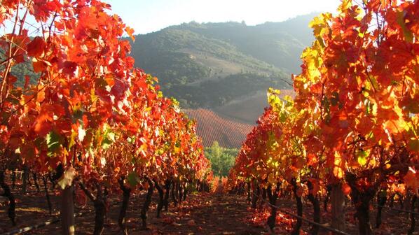 StandardDrink's tweet photo. Wow! #vineyard“@DrinkChile: #Chile can take your breath away. amazing image from @LapostolleWine  #Harvest2013 #wine http://t.co/aA95w9pVrq”
