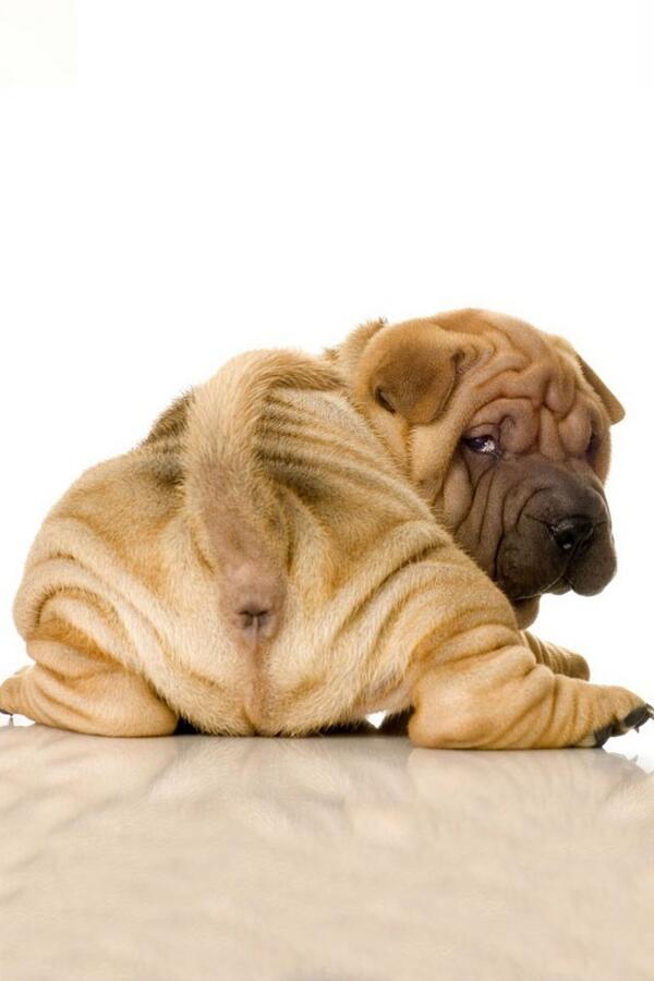 AdorableHow tweet picture