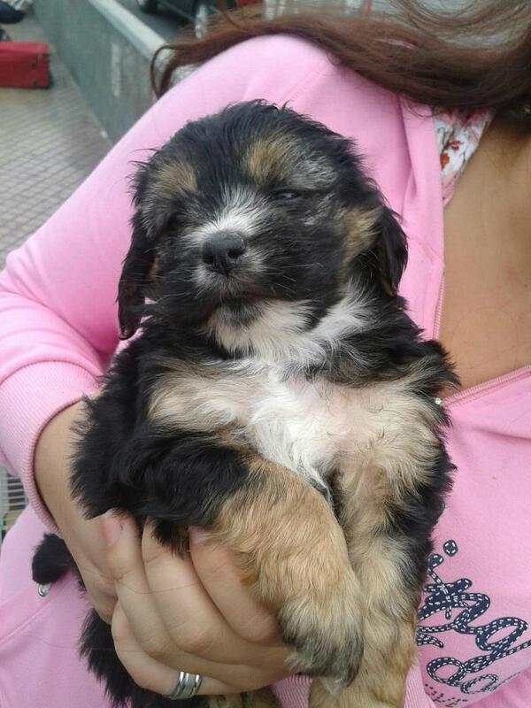 hembra 2 meses tamaño cocker Contacto: 65626003 <a href="/mascotas4a/">La Cuarta Mascotas</a> <a href="/Dra_House/">Marce García 🇨🇱 🐶💕😈</a> @perrosfelices_  <a href="/perritofelizch/">Perrito Feliz</a> <a href="/perroscl/">Perros.cl</a>