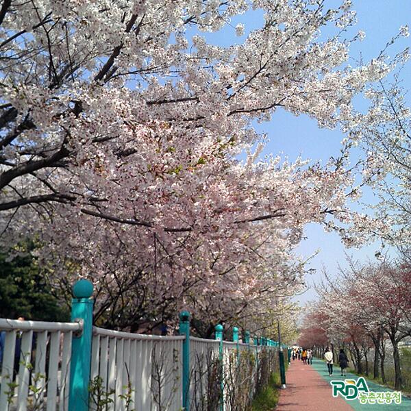 love_rda's tweet photo. 점심식사 맛있게 하셨나요? 봄의 기운을 완연하게 느낄 수 있는 따스한 날입니다. 청 내에는 벚꽃이 만발했습니다~ ^^ '이주의 농촌진흥청 행사'를 안내합니다. ^^ http://t.co/s3vF0vDAJF http://t.co/QjSqtQEWG3