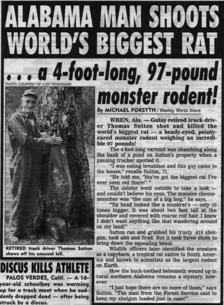 BlakesPest's tweet photo. It's the world's biggest rat! Measuring 120cm, this probably isn't something you'd want crawling around the house! http://t.co/7lxur2B7RL