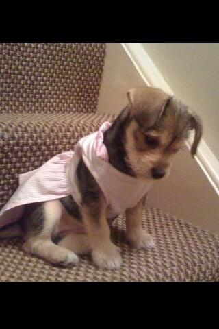 pshhyeah's tweet photo. @FleurDeForce sorry to hear about woof big loves from me and my pup bella. Xxx http://t.co/HAWGuMzJRZ
