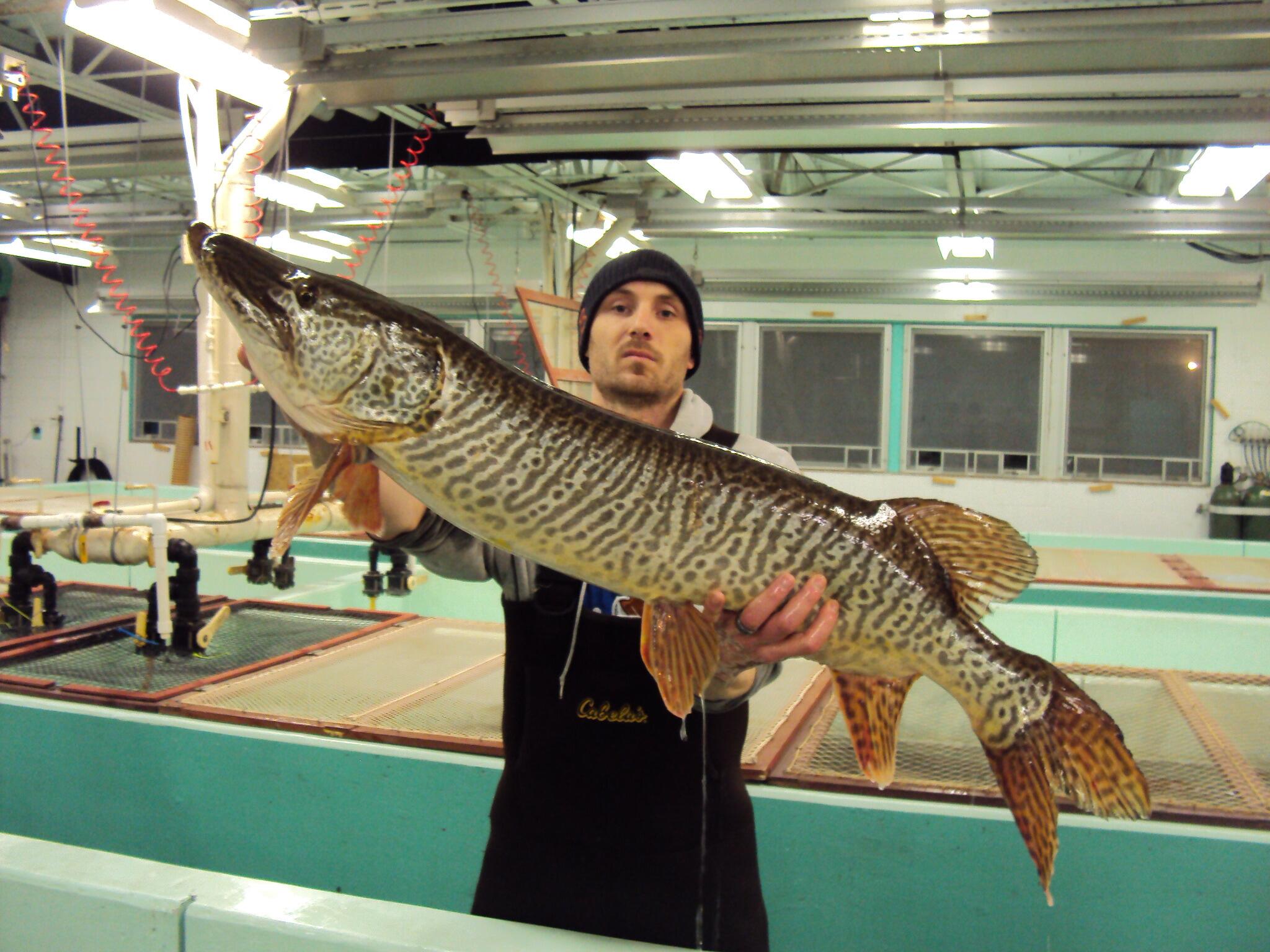 Iowa DNR on X: Tiger muskie caught gillnetting at the Spirit Lake  Hatchery. Back to the lake this afternoon! #iowafishing   / X