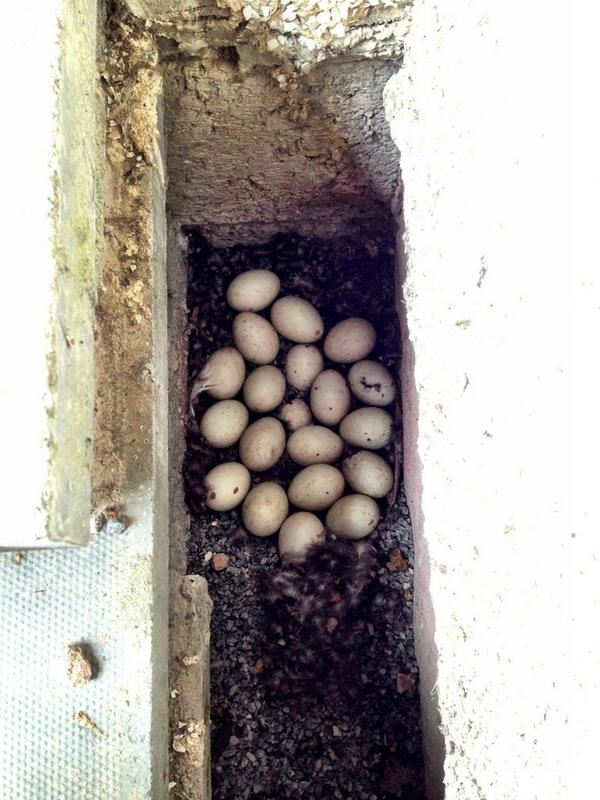 thomson_miss's tweet photo. @applecroftwgc Hi Y2, I've had a bit of an egg-tastic weekend! This is a duck's nest at my dad's back door... http://t.co/vRtUZwAsYM