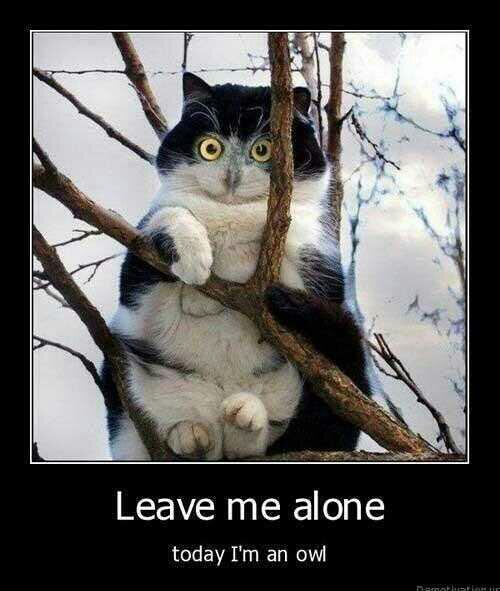Keepyoshit's tweet photo. Leave me alone. http://t.co/1k4ITIUWCg