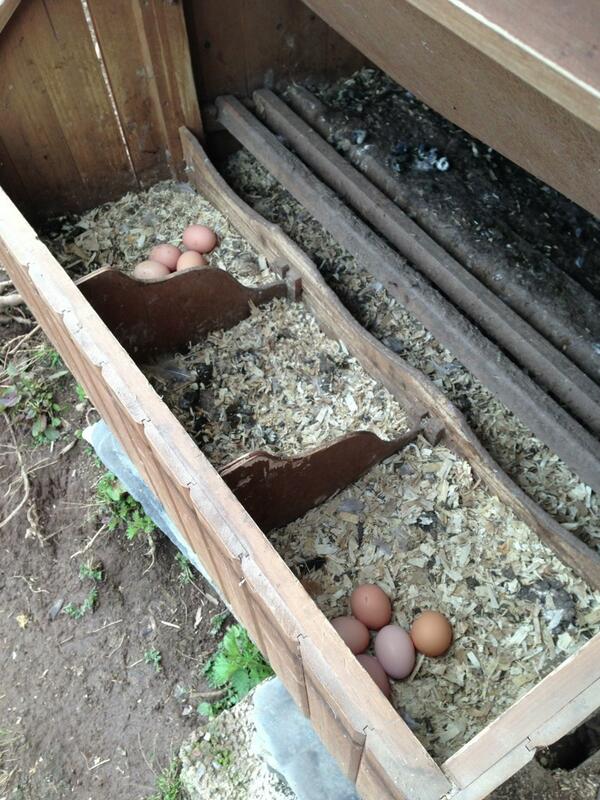 thomson_miss's tweet photo. @applecroftwgc ... and these are the eggs I collected this afternoon! http://t.co/Fmg7oHA5kW