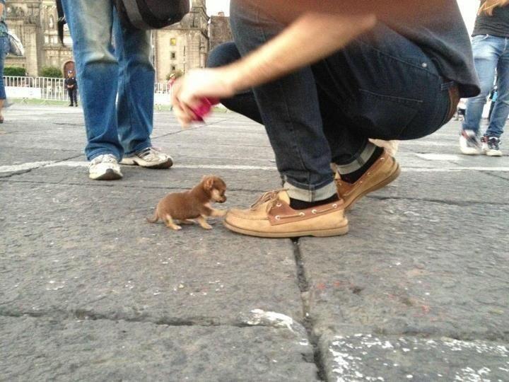 はぬる در توییتر 世界で1番小さい犬らしい 可愛い V Http T Co N7oz0fxhvw はぬる در توییتر 世界で1番小さい犬らしい 可愛い V Http T Co N7oz0fxhvw