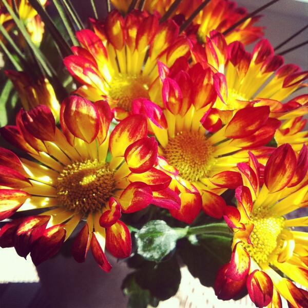 Can't be more beautiful!😍🌻 
Happy Earth Day!!🌎💚🌻💚🌎