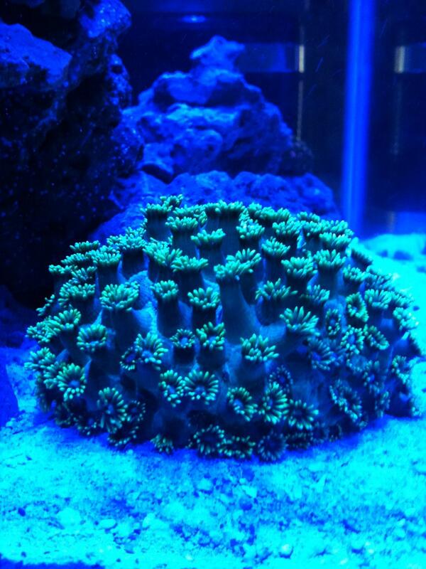 ExoticsReef's tweet image. New green Flower Pot coral. We plan on propagating these into red and green comet coral