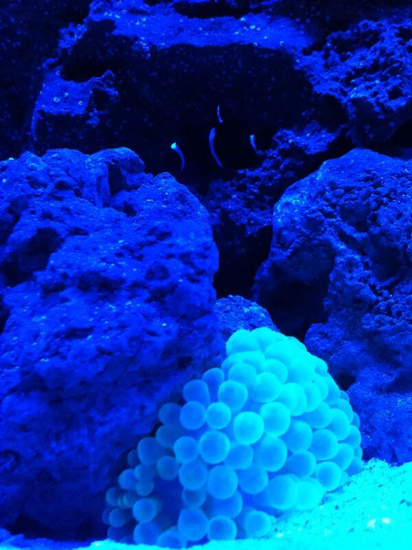 ExoticsReef's tweet image. Another Bubble anemone!