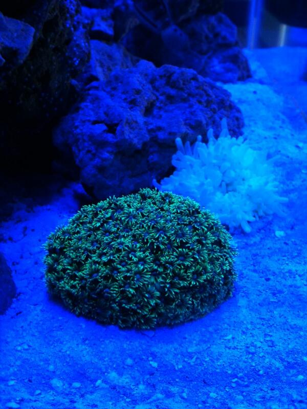 ExoticsReef's tweet image. Flower pot coral with a purple tip anemone!