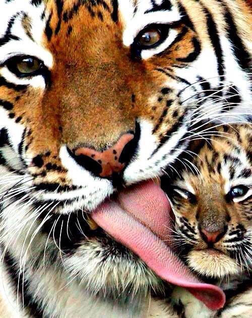 NaturPictures's tweet photo. 'Mamá, no delante de tanta gente!' http://t.co/wqW5a6uBYJ