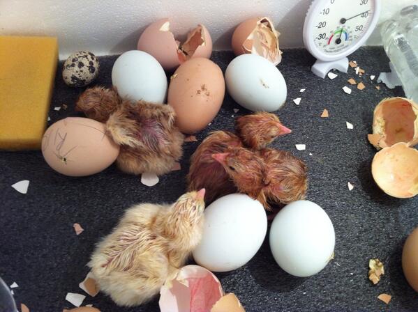 SueCresswell2's tweet image. RT @elloloulou: Must resist the temptation to name #4and countingtoday http://t.co/R6pOW5WjcP&amp;lt;so sweet scuse ignorance--quails?