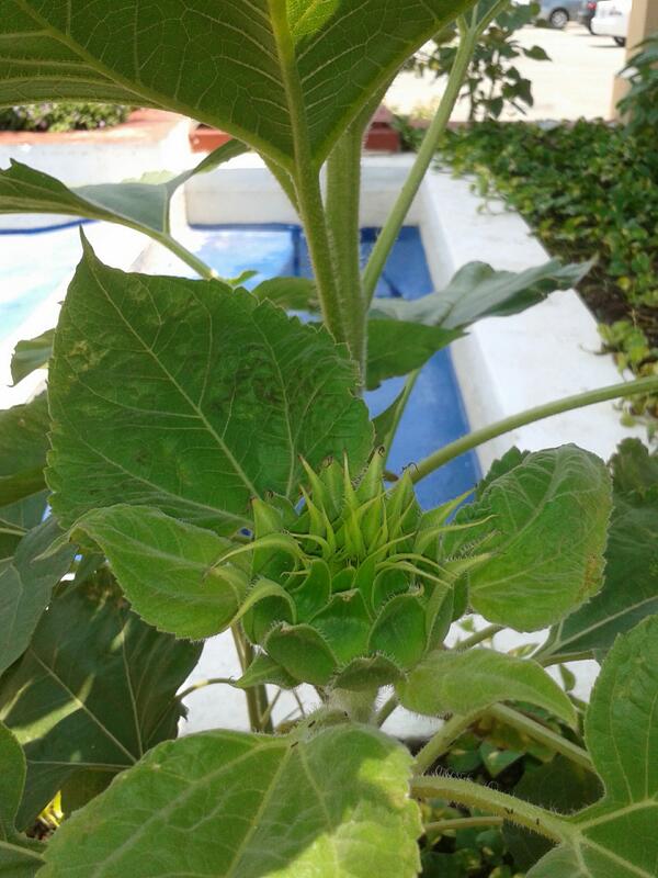 oceanviewcamp's tweet photo. #diadelatierra girasoles OV http://t.co/7WwzBwVFCW
