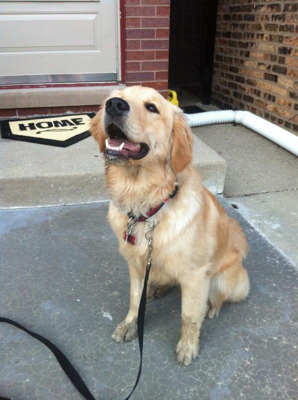 ColleenPersic's tweet photo. Even the pup had a #runforboston today. And a mud puddle dive #wierdopup http://t.co/WHO17YfeT7