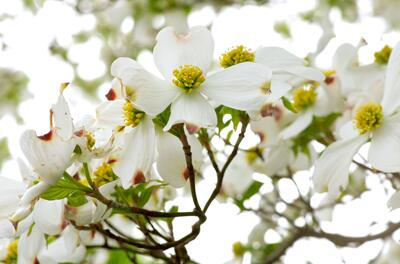 暦生活 こよみせいかつ A Twitter 今日の誕生花 ハナミズキ 花言葉は 私の思いを受けて下さい 一青窈さんの曲に ハナミズキ という曲がありましたね 懐かしい もともとはアメリカの落葉高木で 日本がアメリカに桜を贈ったお返しに贈られてきたのが