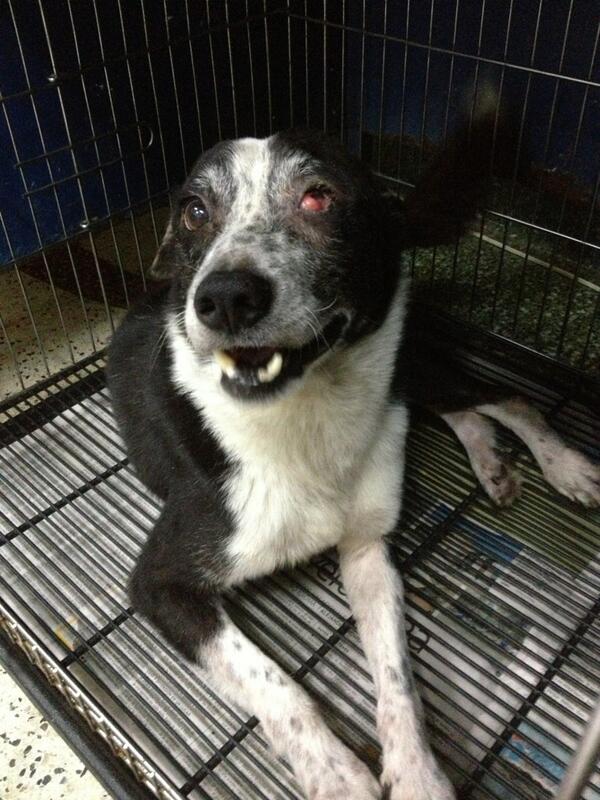 MASCOTASDECALLE's tweet photo. El valiente Walter le falta un ojito, pero le sobra amor para dar. Que alma noble puede adoptarlo? #Ccs http://t.co/FKYCmqEFNL