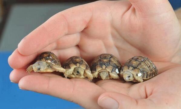 "<a href="/ThatsEarth/">ThatsEarth 🌎</a>: Newborn Tortoises "@tertius568 een van di daie by di dutoit wooning!!