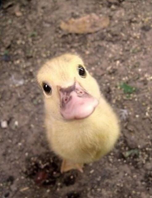 katbod's tweet photo. @viviantram The ducks say thanks! http://t.co/BZoWaufVUI