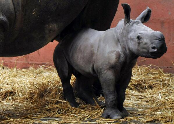 Animal_Images tweet picture