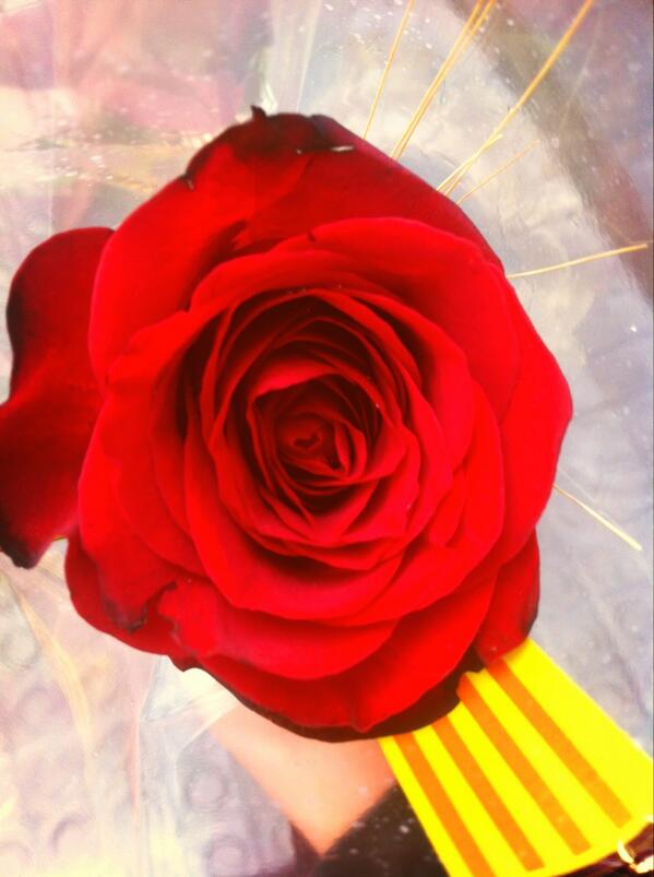 MiUltimatum's tweet photo. #Barcelona se viste hoy de #rosas rojas #santjordi M'encanta la #diada http://t.co/vmbFIjB8iJ