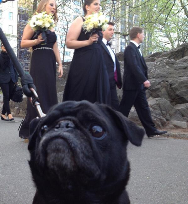 Hamilton Pug tweet media