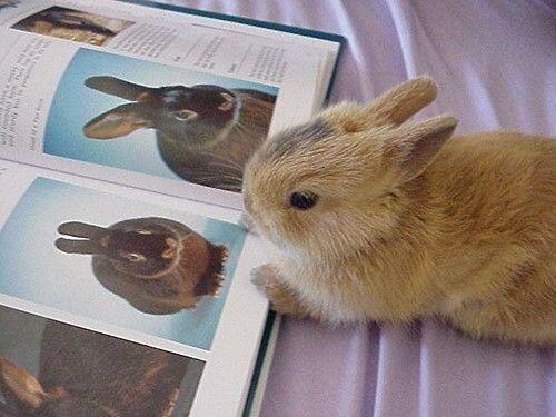 lulukirk0's tweet image. Jesus freaking Christ tooooo god damn cute #rabbit #obsessed #cuteexplosion