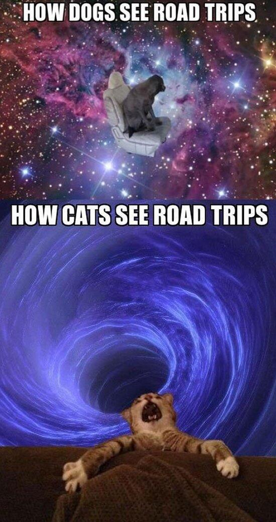 Cheezburger's tweet image. How Dogs See Road Trips Vs. How Cats See Road Trips.