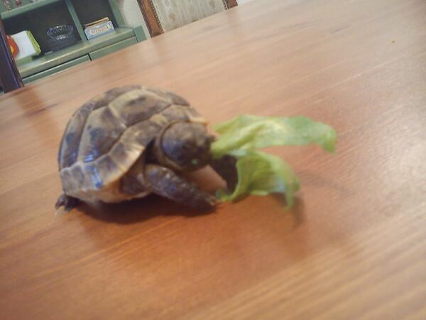 octopuscitizen's tweet image. Ohgott ist das niiiiiiedlich!! #turtlecam statt #drosselcom