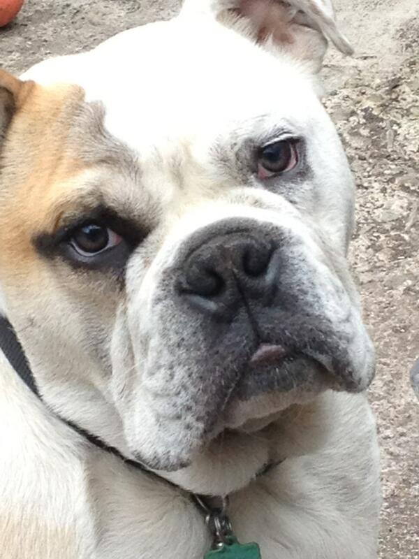 My handsome pudding <a href="/Dimmo/">Kate Dimmock</a>