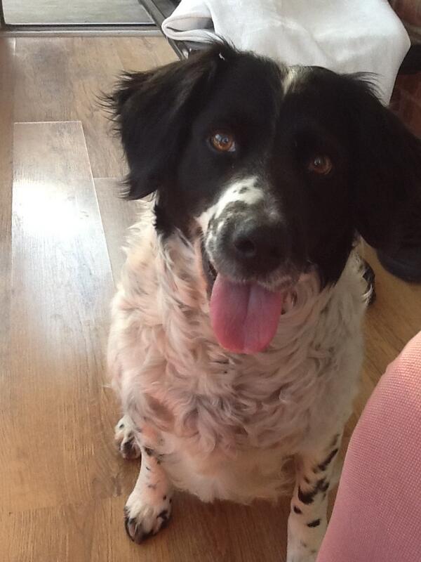 SophieHaines1's tweet image. So it&apos;s boiling outside and the dog wants me to throw the ball to her in the conservatory, bad idea! #goodbyewindows