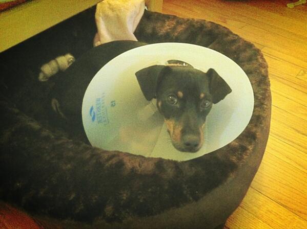 HMRgals's tweet photo. #rescue dogs are the best #dogs. Best decision I made adopting this boy right here. #pickles http://t.co/elPC9CQIR5