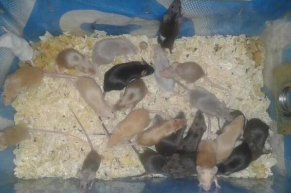 _BOJD's tweet image. Uh... Vandaag iets met muizen bij @GLRmm.. Ik ben er niet. ^^ (Foto: #chaosweek)