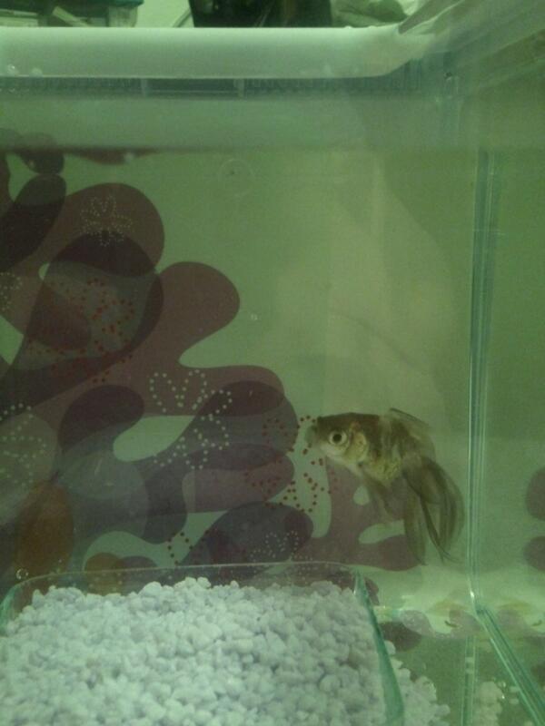 _ashleyvogel's tweet image. Welcome to UNH Amelia Shepherd #privatepracticeproblems