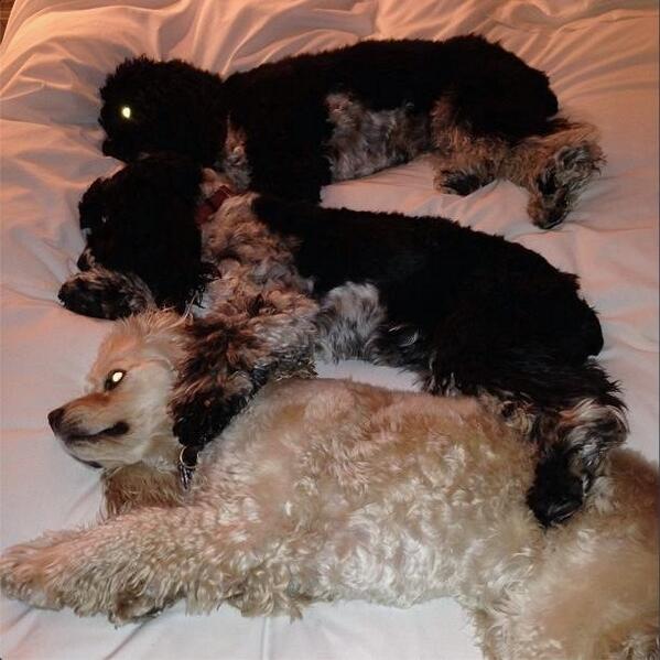 A 3 dog night after a cold and rainy day in Chi.