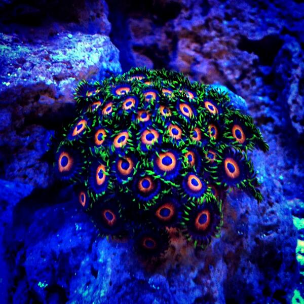 ExoticsReef's tweet image. Eagle eye zoa