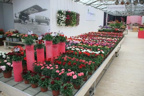 hilverdakooij's tweet photo. Kleurrijke presentatie van ons pot- &amp; perkgoed assortiment @European Pack Trials ,24 t/m 26 april-lokatieTakii Europe http://t.co/reocZK8oPC